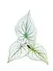 Youngplants | Hot-selling white caladium Factory 1