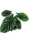 Youngplants | Wholesale caladium varieties Suppliers 1
