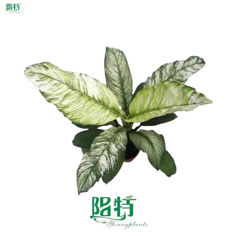 Custom spathiphyllum plant care Factory Manufacturer | Youngplants 1