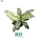 Custom spathiphyllum plant care Factory Manufacturer | Youngplants 1