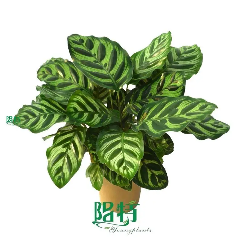 Custom calathea prayer plant Company Manufacturer | Youngplants 1