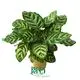 Custom calathea prayer plant Company Manufacturer | Youngplants 1