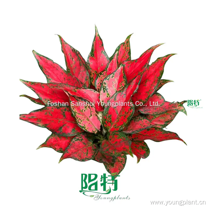 Hot-Sale aglaonema plant Suppliers | Youngplants 1