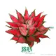 Hot-Sale aglaonema plant Suppliers | Youngplants 1