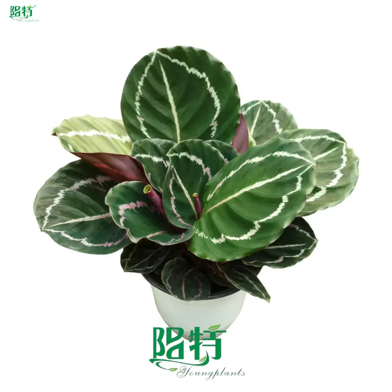 Custom stromanthe sanguinea Company Manufacturer | Youngplants 1