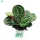 Custom stromanthe sanguinea Company Manufacturer | Youngplants 1