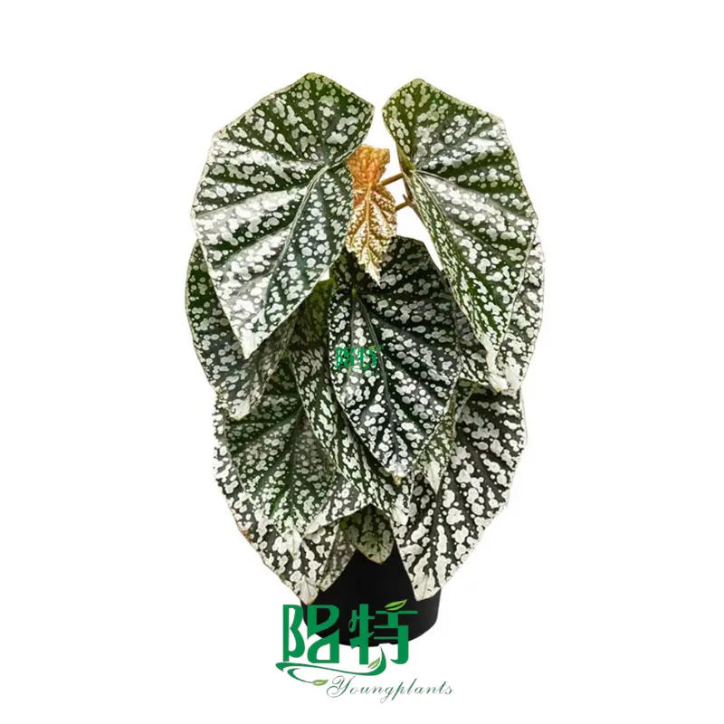 Best begônia rex Company | Youngplants 1