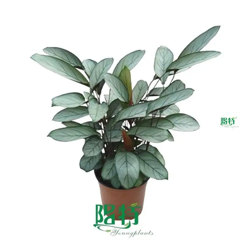Top prayerplant Company | Youngplants 1