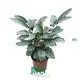 Top prayerplant Company | Youngplants 1