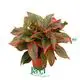 Best aglaonema red Supply | Youngplants 1