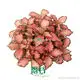 Youngplants | Wholesale red nerve plant Factory 1