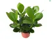 Youngplants | Top clusia princess Suppliers 1