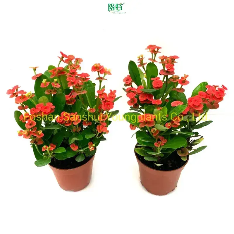 Youngplants | Hot-selling croton plant flower Company 1