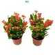 Youngplants | Hot-selling croton plant flower Company 1