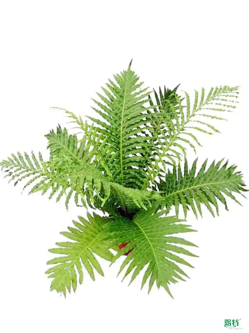Youngplants | Hot-Sale plant tissue culture containers Company 1