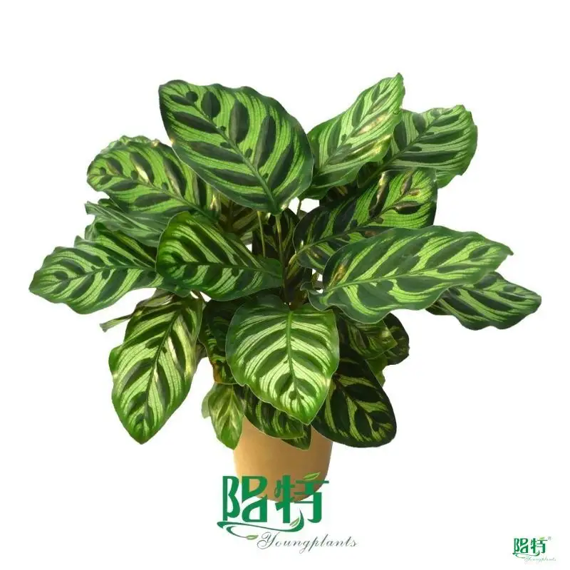 Custom calathea leuconeura Supply Manufacturer | Youngplants 1