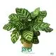 Custom calathea leuconeura Supply Manufacturer | Youngplants 1