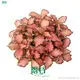 Hot-selling fittonia white Company | Youngplants 1