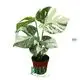 Wholesale monstera deliciosa wholesale Company | Youngplants 1