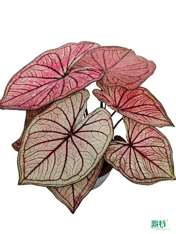 High-quality caladium live plant Company | Youngplants 1
