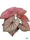 High-quality caladium live plant Company | Youngplants 1