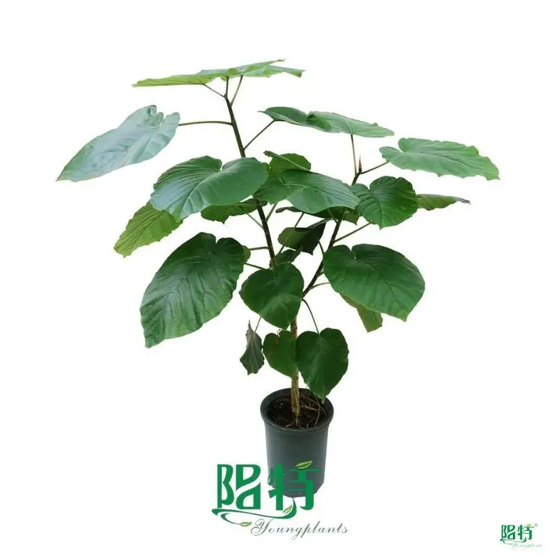 Top bonsai ficus Suppliers | Youngplants 1