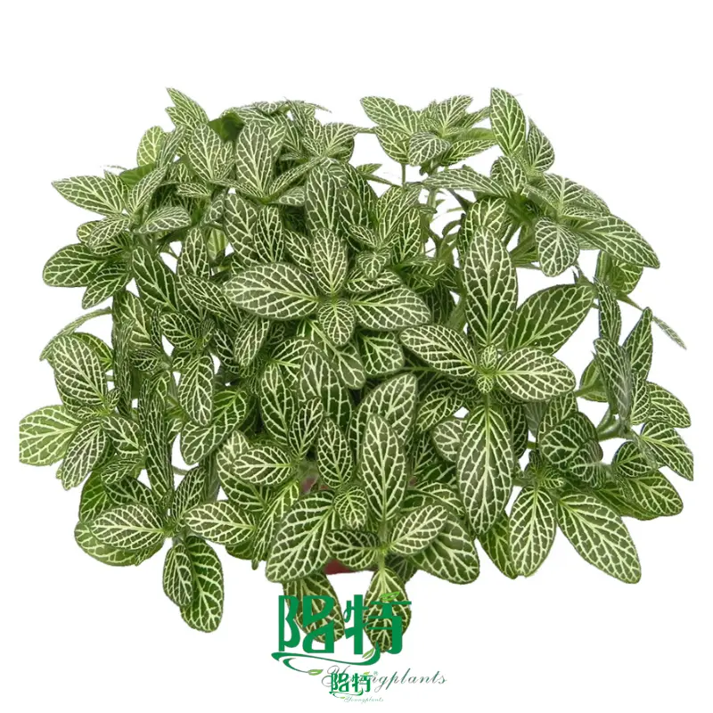 Custom fittonia pink special Manufacturers Manufacturer | Youngplants 1
