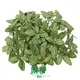 Custom fittonia pink special Manufacturers Manufacturer | Youngplants 1