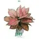 Hot-selling aglaonema tissue culture Factory | Youngplants 1