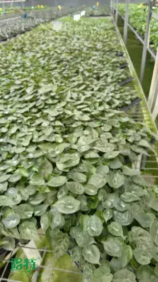 High-quality alocasia black stem Factory | Youngplants 1
