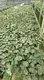 High-quality alocasia black stem Factory | Youngplants 1