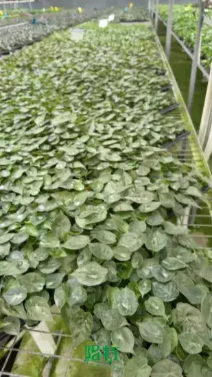 Custom alocasia varieties Suppliers Manufacturer | Youngplants 1