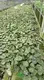 Custom alocasia varieties Suppliers Manufacturer | Youngplants 1