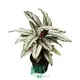 Youngplants | Top Wholesale plant plugs Company 1