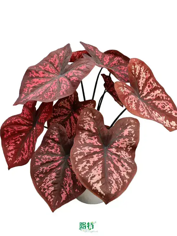 High-quality caladium varieties Manufacturers | Youngplants 1