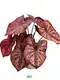 High-quality caladium varieties Manufacturers | Youngplants 1