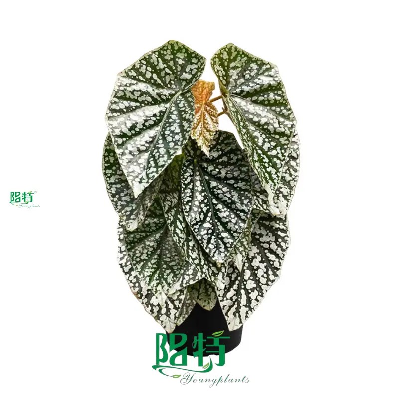Custom begônia rex Company Manufacturer | Youngplants 1