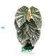 Custom begônia rex Company Manufacturer | Youngplants 1