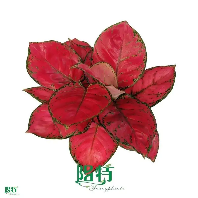 Best clusia Company | Youngplants 1