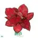 Best clusia Company | Youngplants 1