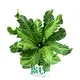 Custom how to propagate tree ferns Company Manufacturer | Youngplants 1