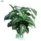 Youngplants | Best syngonium types Manufacturers 1