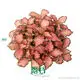 Hot-selling nerve plant flower Factory | Youngplants 1
