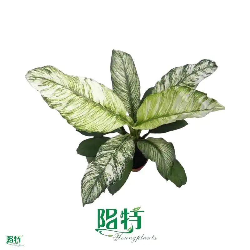 Custom spathiphyllum plant care Manufacturers Manufacturer | Youngplants 1