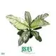 Custom spathiphyllum plant care Manufacturers Manufacturer | Youngplants 1