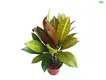 Hot-Sale plante croton Factory | Youngplants 1