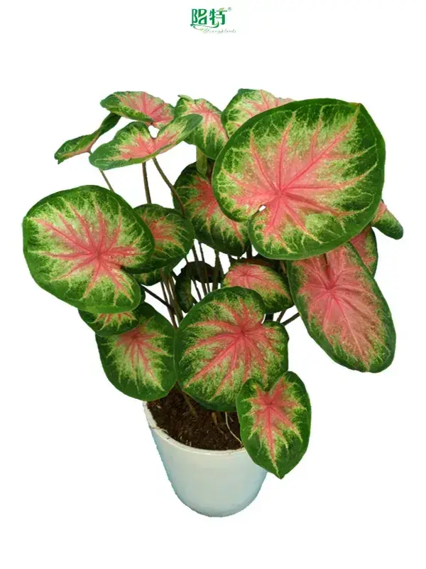 Youngplants | Hot-selling caladium live plant online Supply 1