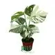 Youngplants | Top monstera wholesale Company 1