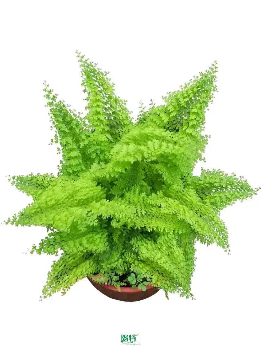 Youngplants | Hot-selling fern propagation Factory 1