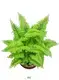 Youngplants | Hot-selling fern propagation Factory 1
